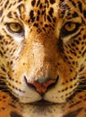 Close-up of a leopard Royalty Free Stock Photo