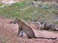 Close up of leopard sitting on ground, Yala National Park, Sri Lanka Royalty Free Stock Photo