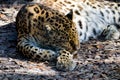 Close up of Leopard sleeping, natural color, horizontal