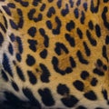 Close up leopard spot pattern background Royalty Free Stock Photo