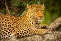 Close-up of leopard staring right on branch Royalty Free Stock Photo