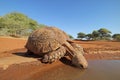 Close-up of a leopard tortoise drinking water