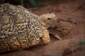 Close-up of a leopard tortoise on sandy ground, with its intricate shell pattern