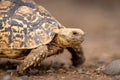 Close-up of leopard tortoise walking across savannah Royalty Free Stock Photo