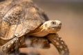Close-up of leopard tortoise walking through savannah Royalty Free Stock Photo