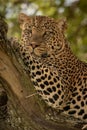 Close-up of leopard in tree watching camera Royalty Free Stock Photo