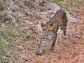 Close up of leopard in Yala National Park, Sri Lanka Royalty Free Stock Photo