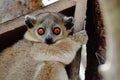 Close up of a Lepilemur leucopus, sportive lemur, seating on its nest box