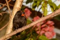 Lesser Antillean Bullfinch