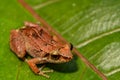 Lesser Antillean Whistling Frog Royalty Free Stock Photo