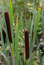 Close-up of lesser bulrush plants (typha latifolia Royalty Free Stock Photo