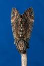Close up of Lesser Death`s Head hawkmoth