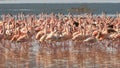 Close up of lesser flamingos marching on the shore of lake bogoria in kenya