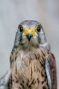 Close-up of Lesser Kestrel or Falco Naumanni Royalty Free Stock Photo