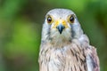 Close-up of Lesser Kestrel or Falco Naumanni Royalty Free Stock Photo