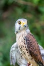 Close-up of Lesser Kestrel or Falco Naumanni Royalty Free Stock Photo