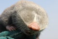 Close up of lesser mole rat head
