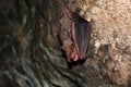 Close up of Lesser mouse-eared bat or Myotis blythii Royalty Free Stock Photo