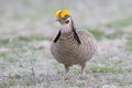 Close-up of lesser prairie chicken