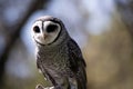 this is a close up of a lesser sooty owl