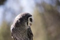 this is a close up of a lesser sooty owl