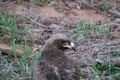 Close up of a lessor spotted eagle - Clanga pomarina.  Location: Kruger National Park, South Africa Royalty Free Stock Photo