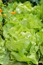 Close-up of lettuce in a garden field.