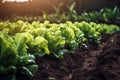 Close up of lettuce growing on a field in summer with drip hose