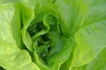 A close up of a lettuce head, green salad, with green leaves, fresh, raw, ripe, leafy vegetables, plant, food Royalty Free Stock Photo
