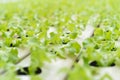 Close up lettuce in hydroponic farm background