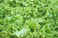 Lettuce,Lactuca sativa Royalty Free Stock Photo