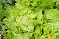 Close-up of lettuce in an organic garden.