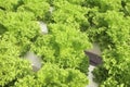 Close up lettuce plants growing in the garden, fresh green hydroponic vegetable