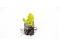 Close up of lettuce salad on white background