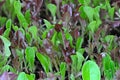 Close up of lettuce seedlings growing