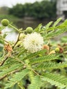 Leucaena glauca flower in nature garden Royalty Free Stock Photo