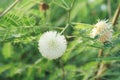 Leucaena glauca flower in nature garden Royalty Free Stock Photo