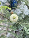 leucaena glauca flower in nature garden Royalty Free Stock Photo