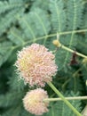 Leucaena glauca flower in nature garden Royalty Free Stock Photo