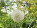 Leucaena glauca flower in nature garden Royalty Free Stock Photo