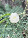 Leucaena glauca flower in nature garden Royalty Free Stock Photo