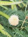 Leucaena glauca flower in nature garden Royalty Free Stock Photo