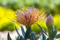 Close-up of a Leucospermum flower- also known as limestone pincushion- a native of South Africa, and bud