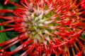 Close-up of leucospermum pincushion protea flower Royalty Free Stock Photo
