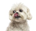 Close-up of a Lhasa Apso licking, isolated