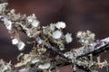 Close up of lichen covered branch including the pale green fruiting bodies of the Beard Lichen, Usnea, family Parmeliaceae