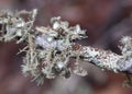 Close up of lichen covered branch including the pale green fruiting bodies of the Beard Lichen, Usnea, NSW, Australia