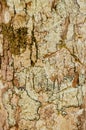 Close up Lichen fungi pad texture on tree bark background