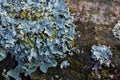 A close up of lichen Hypogymnia physodes on a old tree branch