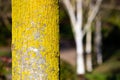 Close-up of lichen on a tree trunk. Royalty Free Stock Photo